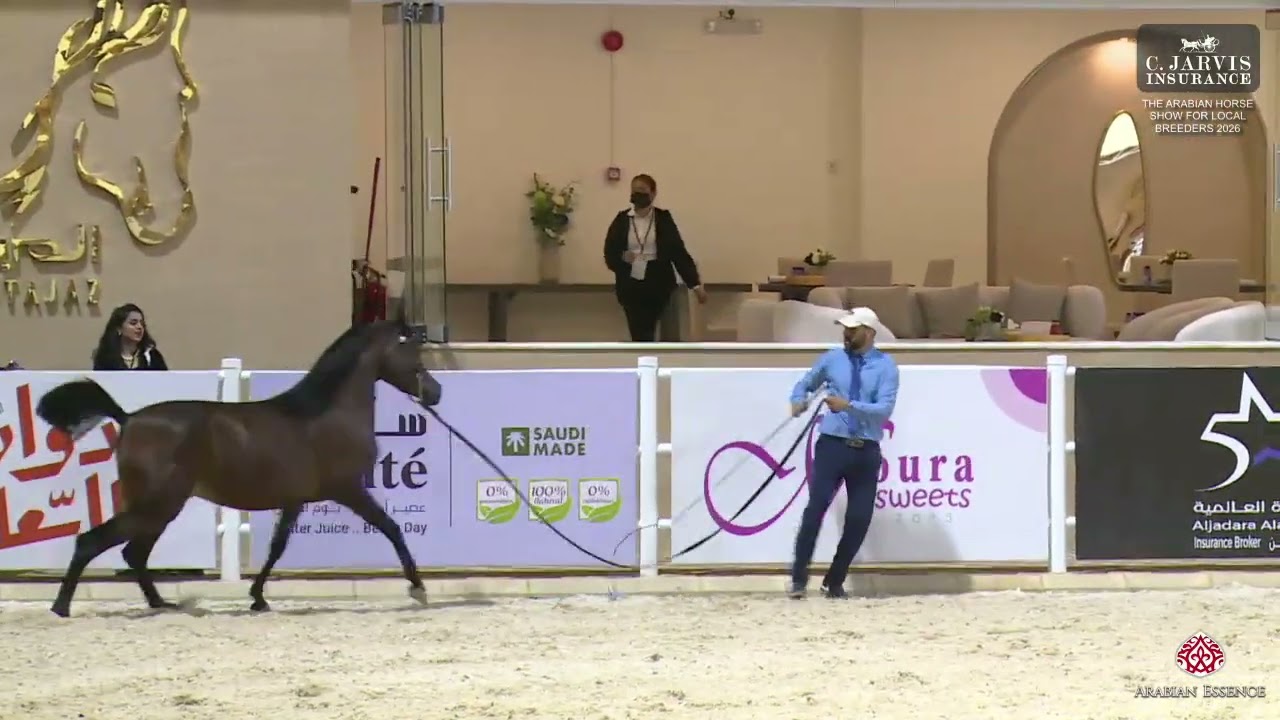 N 87 SHIKHAH ALAWAL   The Arabian Horse Show For Local Breeders 2026   Fillies 2 Years Old   Section