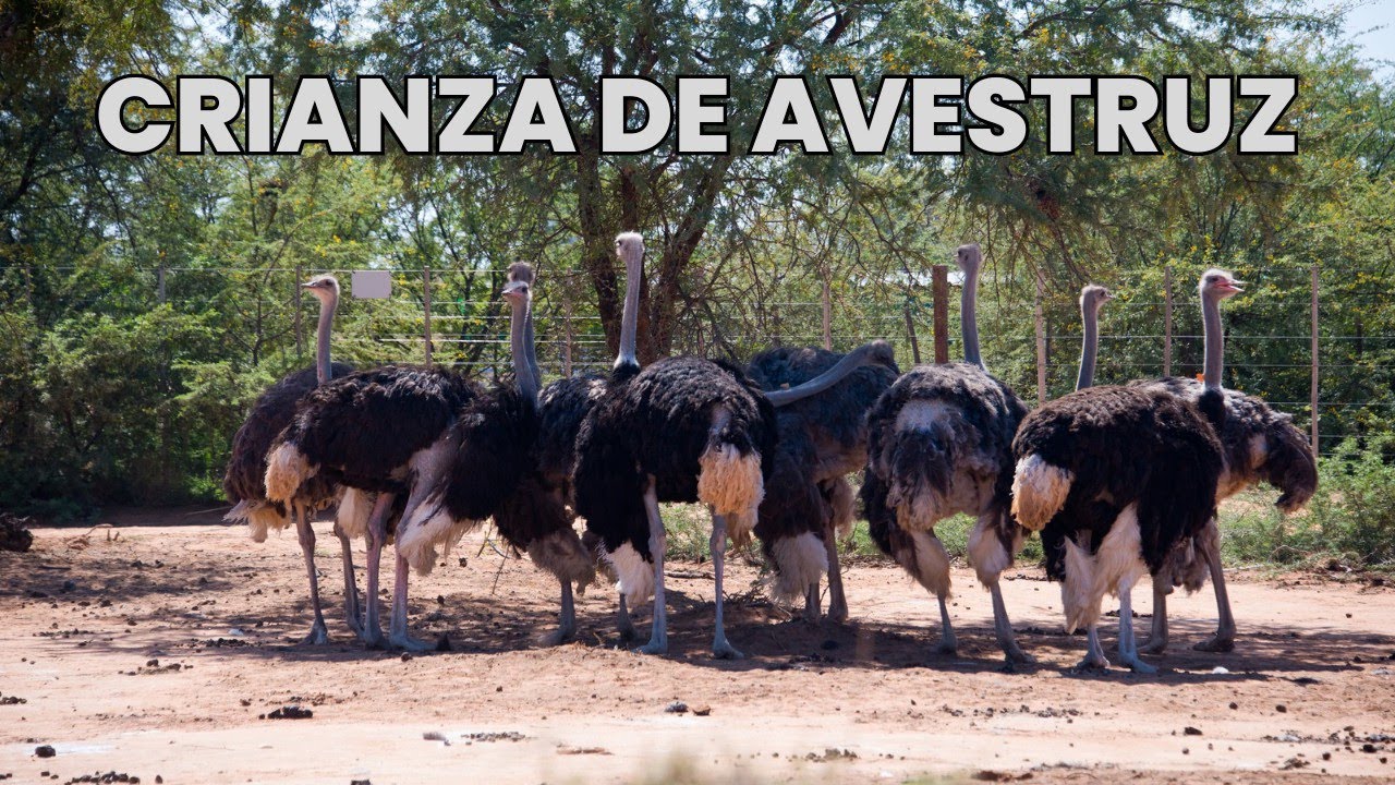 La cr&iacute;a de avestruz es un negocio rentable /  Todo el manual de crianza de avestruces.
