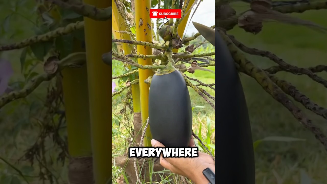 Топ-5 бананов, которые вы, вероятно, никогда раньше не видели! 🍌 #шорты #банан #фактыофруктах #фа...