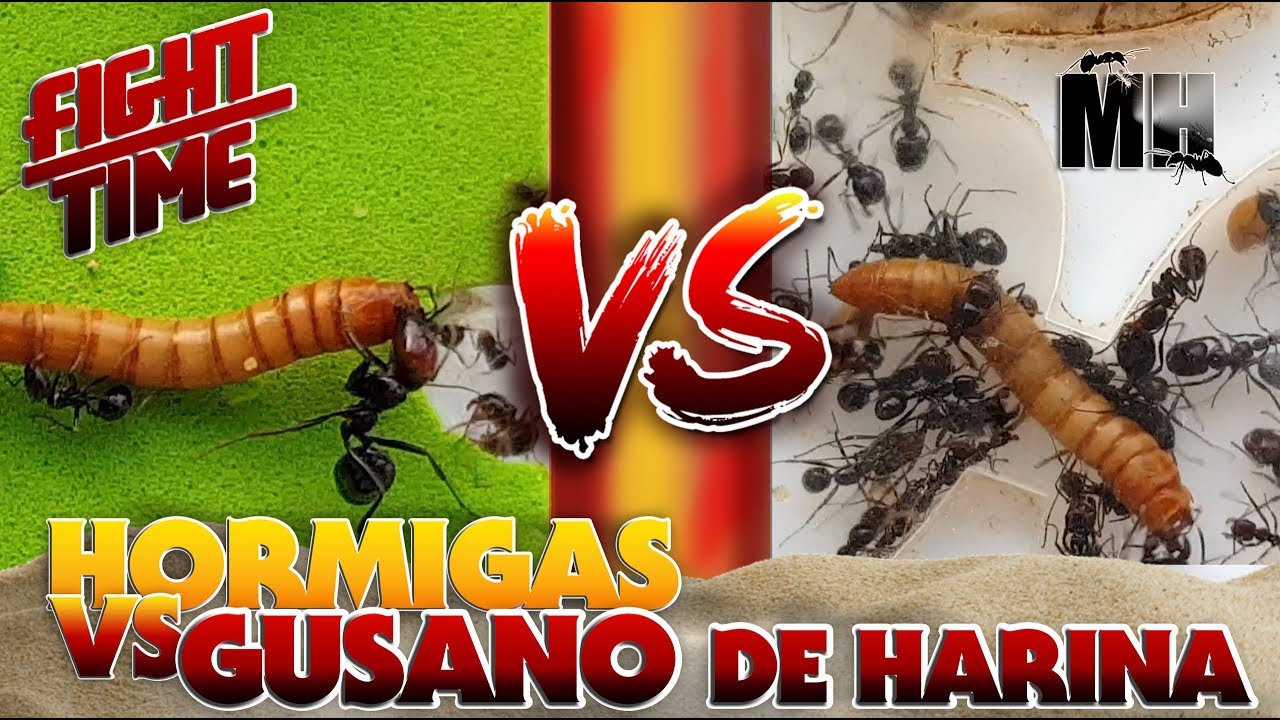 HORMIGAS VS GUSANO | Hormigas Messor Barbarus