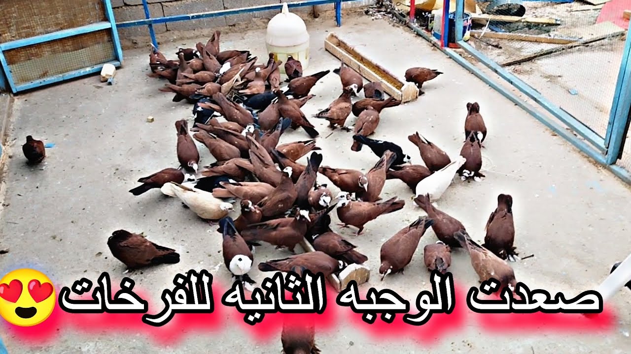 صعدت الوجبة الثانية للفرخات 😍 3/3/2025