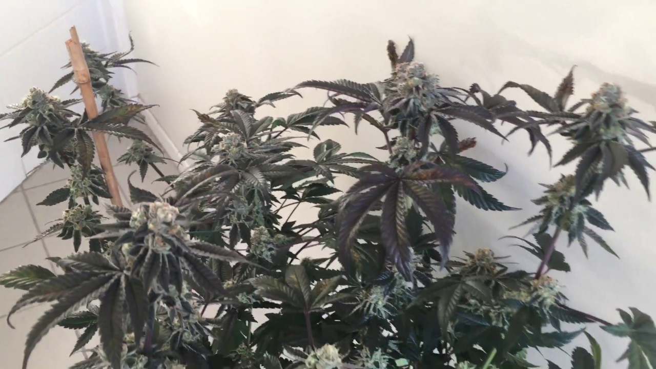 Candyland Grow - Week 5 Purple City Genetics King Klone Seeds
