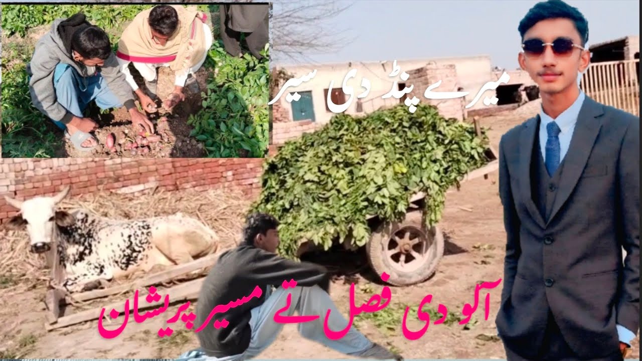 Allu Ki fasal or cousin pershan | village life | simple village life | Mera Punjab | آلو کی فصل اور 