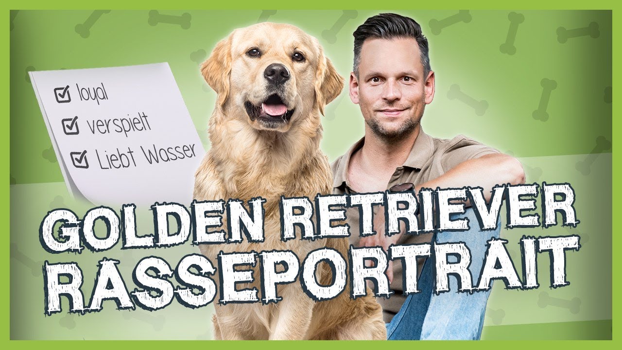 GOLDEN RETRIEVER: Herkunft, Wesen und Anforderungen [Rasseportrait]