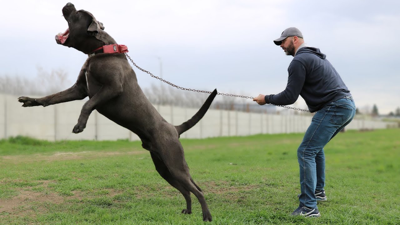 11 Most Dominant Dog Breeds