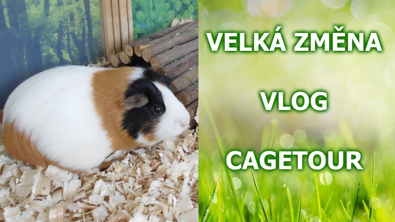 Přecházím na chov na koberečcích, Vanilka se léčí: CAGE TOUR! | VLOG