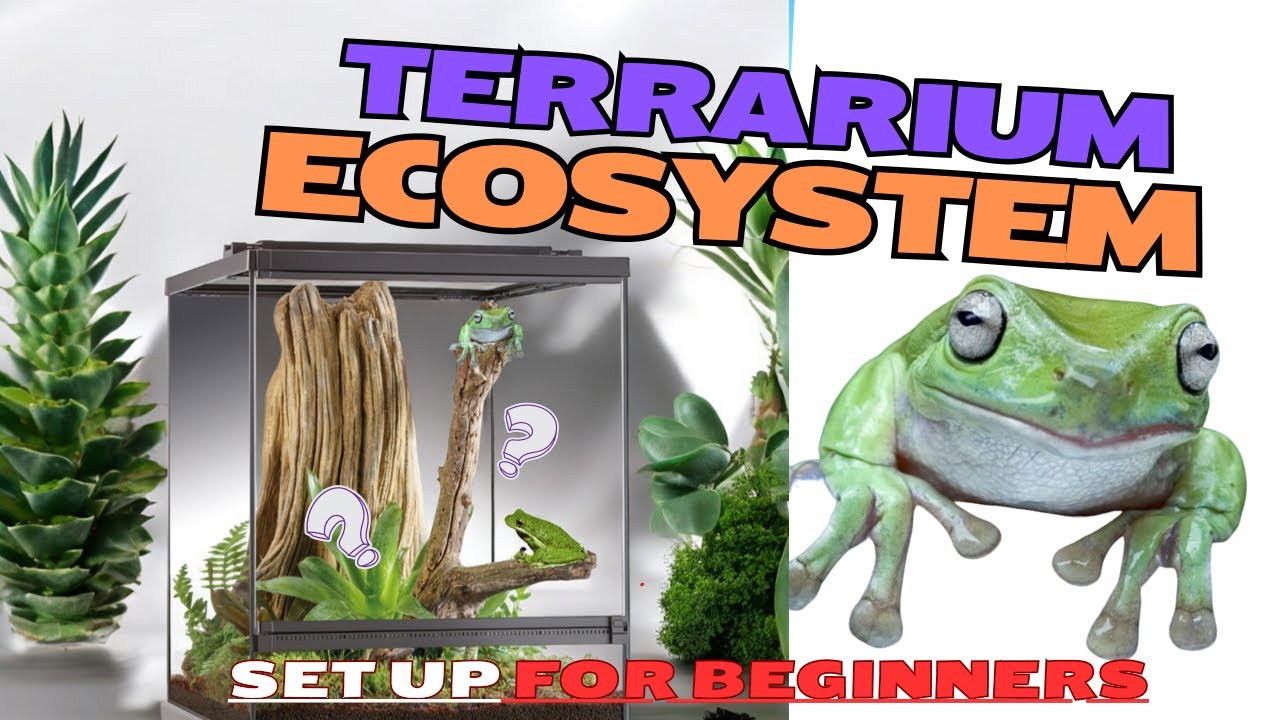 Tree Frog Terrarium - Easy Beginner Setup!