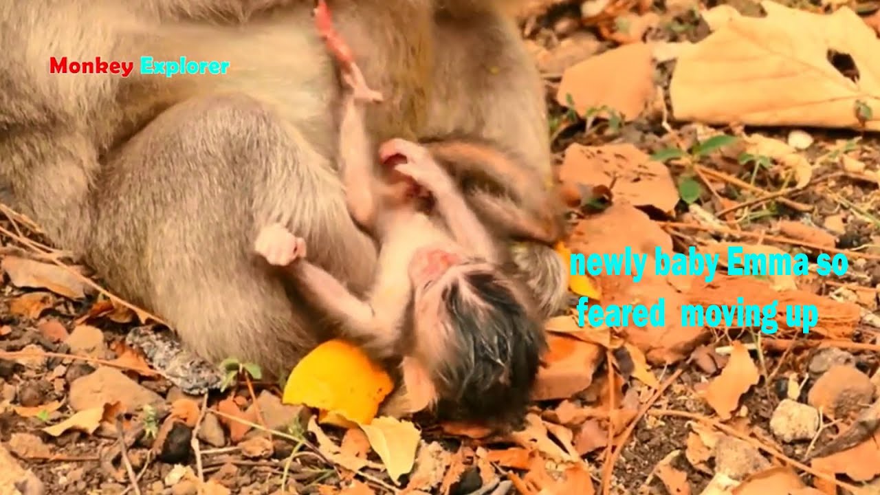 Oh, Poor newborn baby Emma feels so frightened falling down cos mom Emila is busy eating mango.