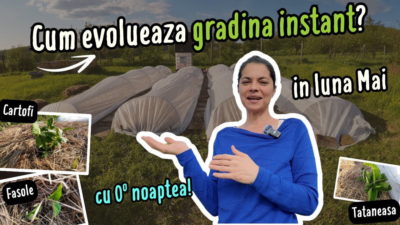 🥔𝐍𝐨𝐮𝐭𝐚𝐭𝐢 𝐝𝐢𝐧 𝐠𝐫𝐚𝐝𝐢𝐧𝐚 𝐢𝐧𝐬𝐭𝐚𝐧𝐭 – 𝐂𝐮𝐦 𝐬𝐞 𝐝𝐞𝐬𝐜𝐮𝐫𝐜𝐚 𝐜𝐚𝐫𝐭𝐨𝐟𝐢𝐢 𝐬𝐢 𝐜𝐨𝐦𝐩𝐚𝐧𝐢𝐨𝐧𝐢𝐢 𝐥𝐨𝐫 | 𝐀𝐛𝐮𝐧𝐝𝐞𝐧𝐭𝐚 𝐢𝐧 𝐏𝐞𝐫𝐦𝐚𝐧𝐞𝐧𝐭𝐚