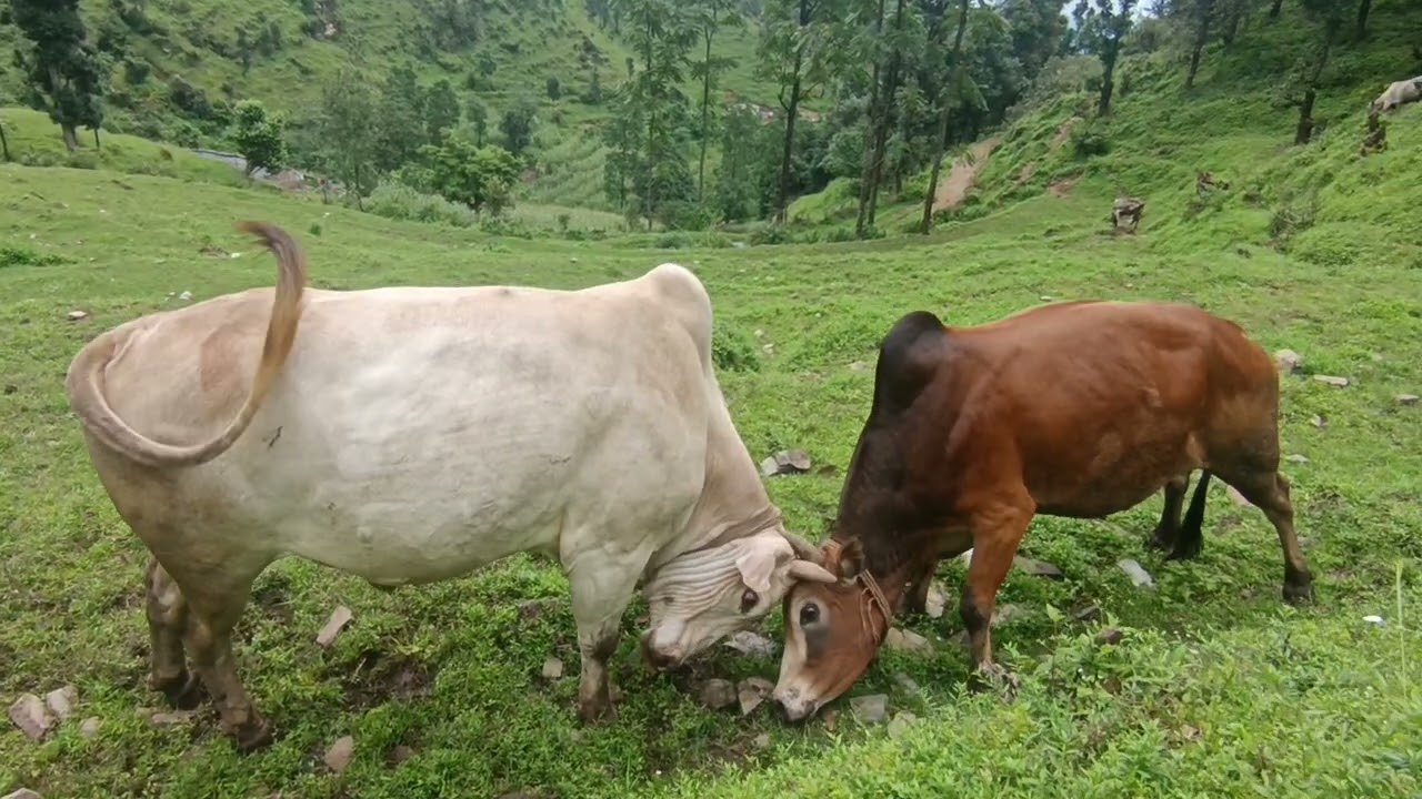 Pure 10 mint tak last tak dekhna kon jitta hai #engy🤬#nepalvideo #subscribe #trending #viralvideo ! 