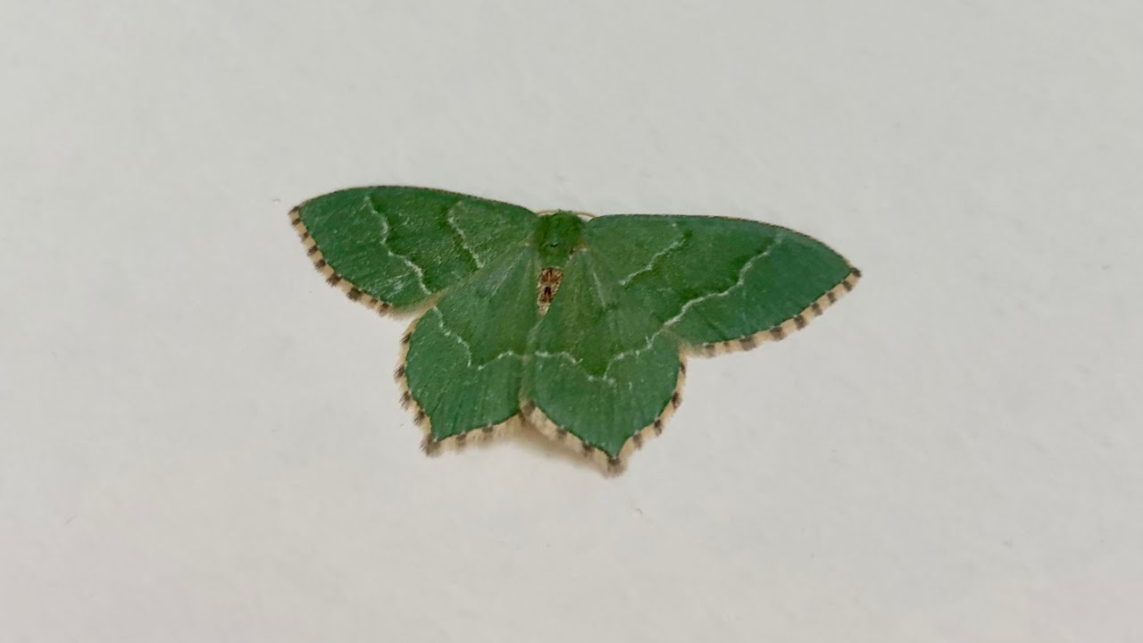 GONE MOTHING Ch 1 - Enter The Moth House