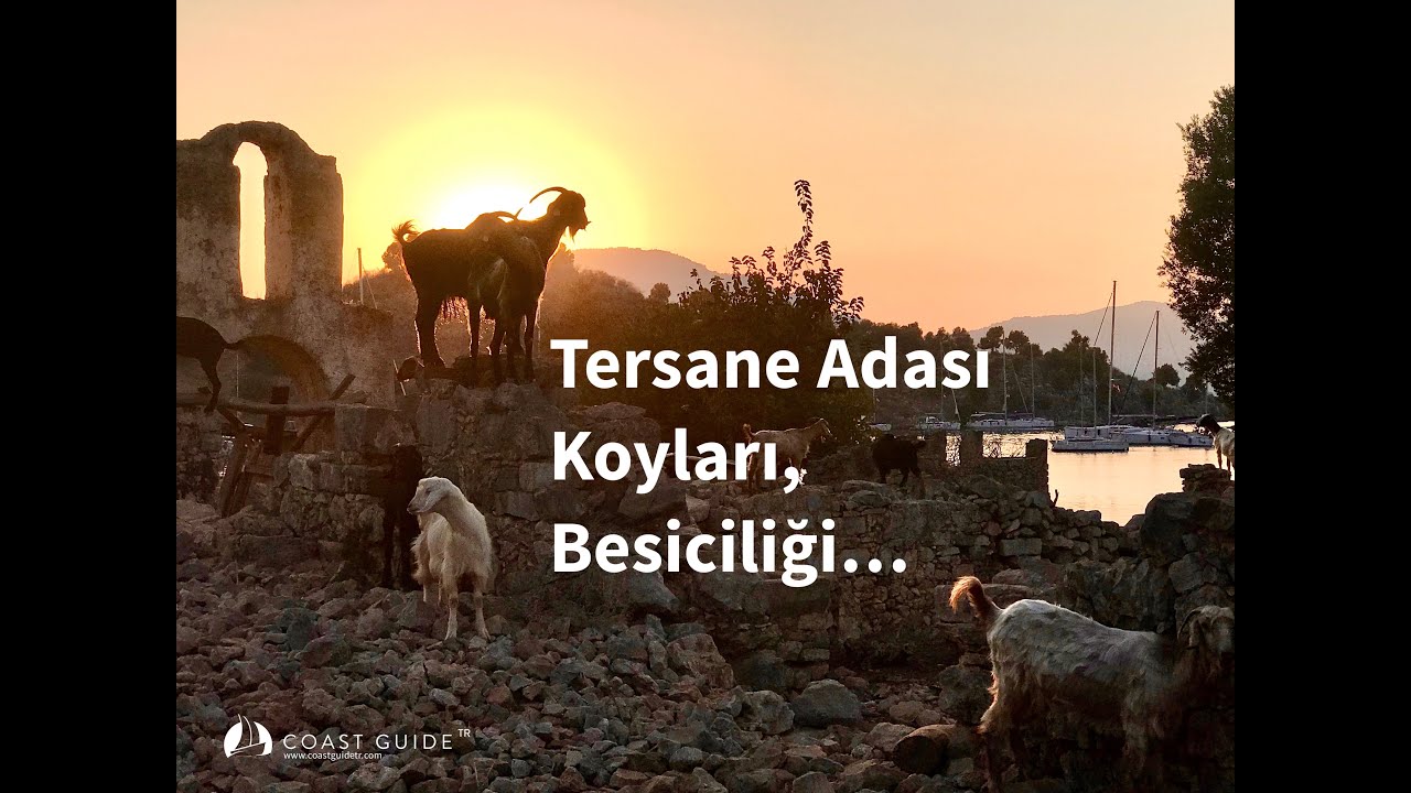 Tersane Adası Koyları, Besiciliği...