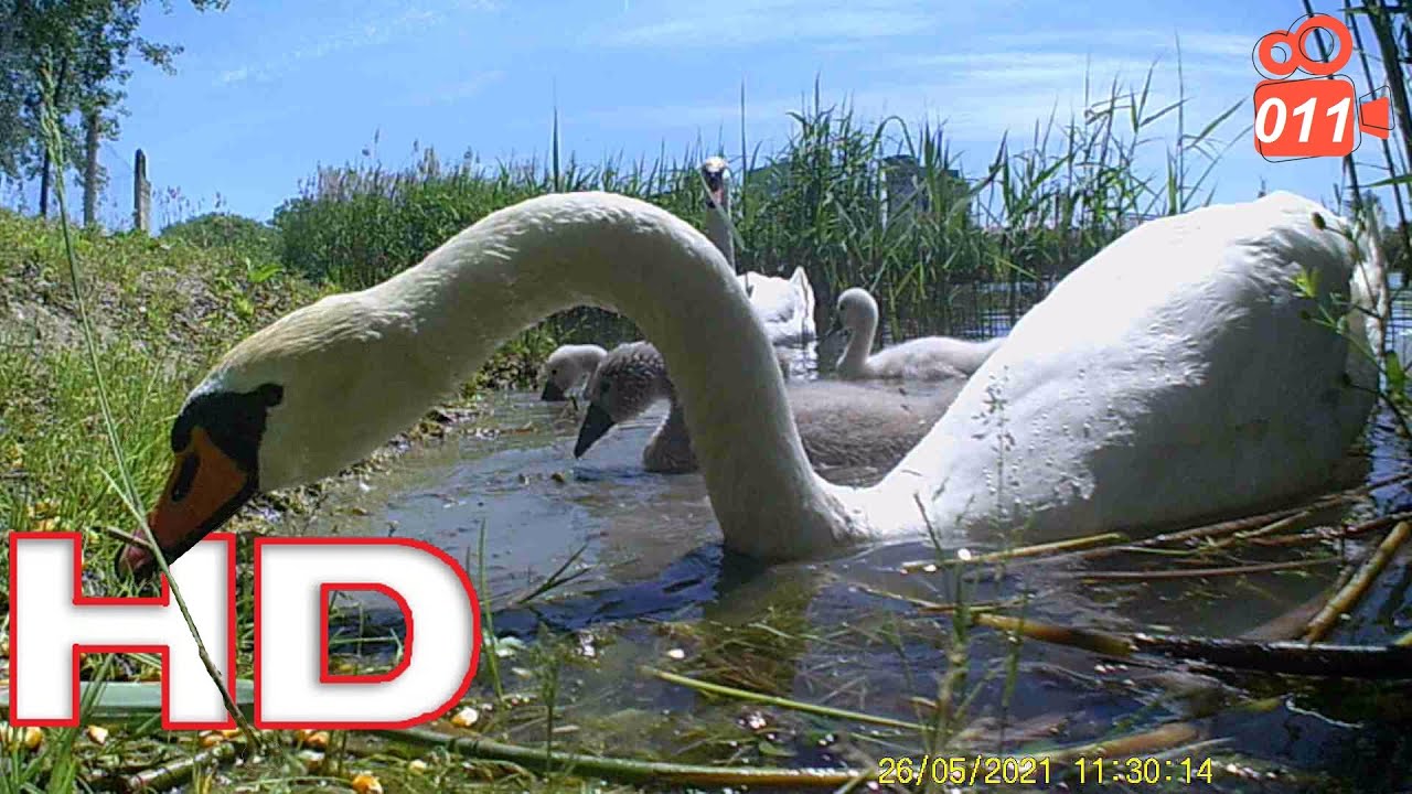 Cygnets near the camera - Hissing Swan Family HD video 011