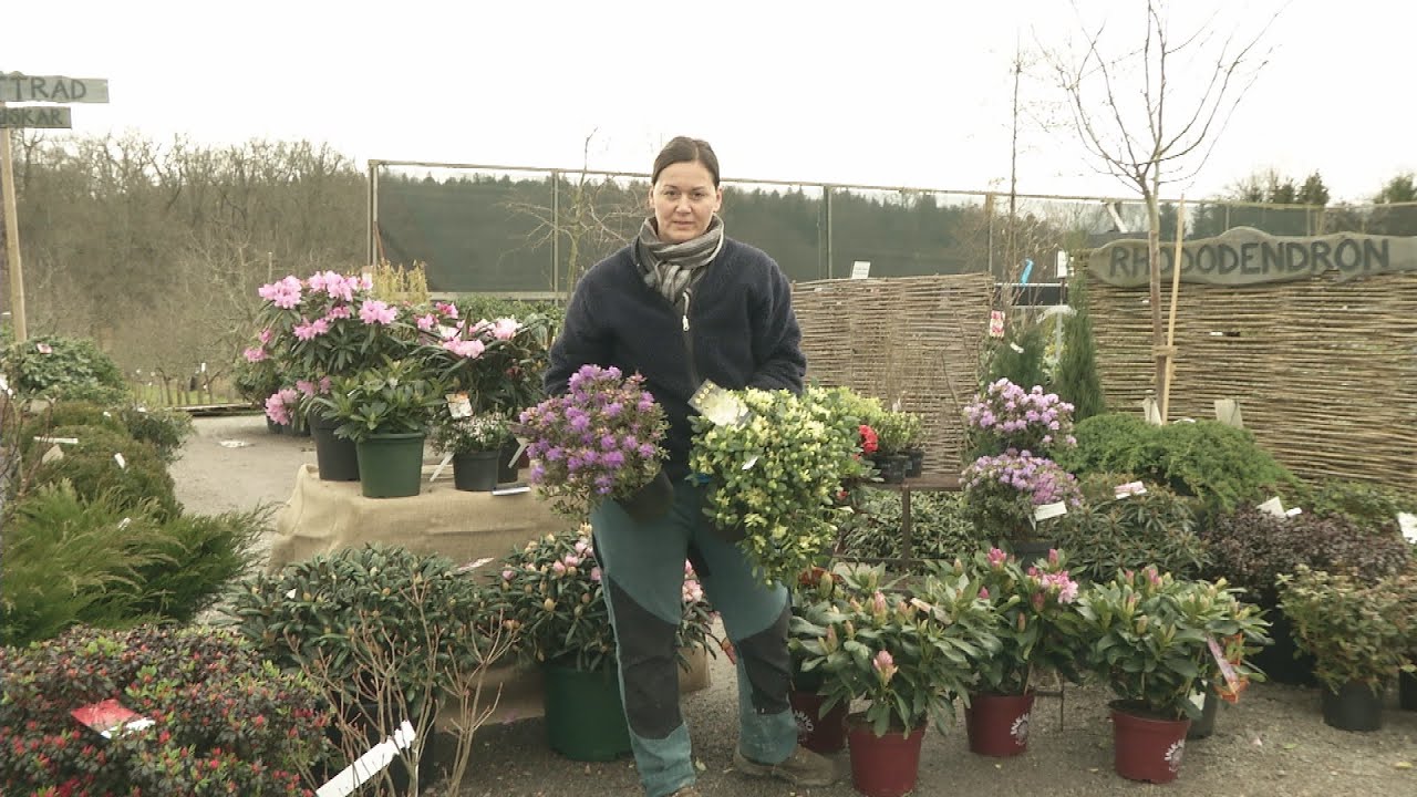 Rhododendron