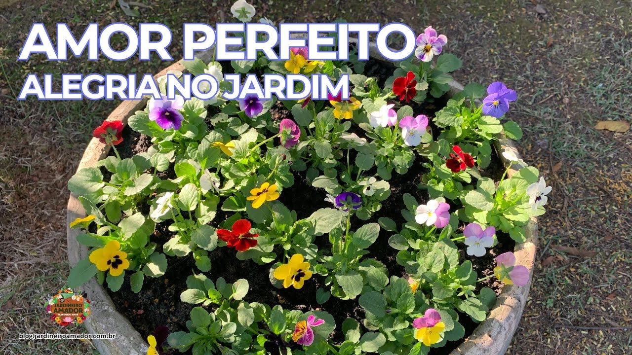 Cultive Mini Amor Perfeito em Vaso | Alegria no Seu Jardim
