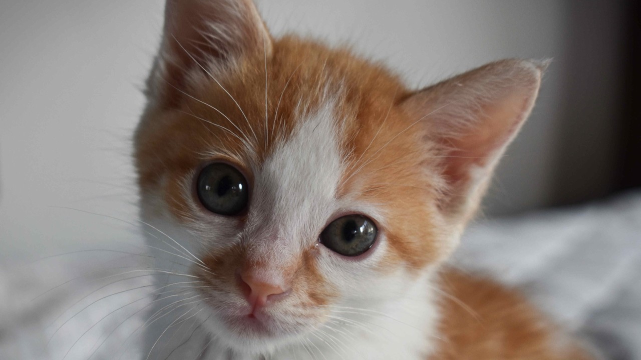 【保護猫】生後間もなかった子猫の信くんを保護してから現在までを振り返りました🐱【子猫】