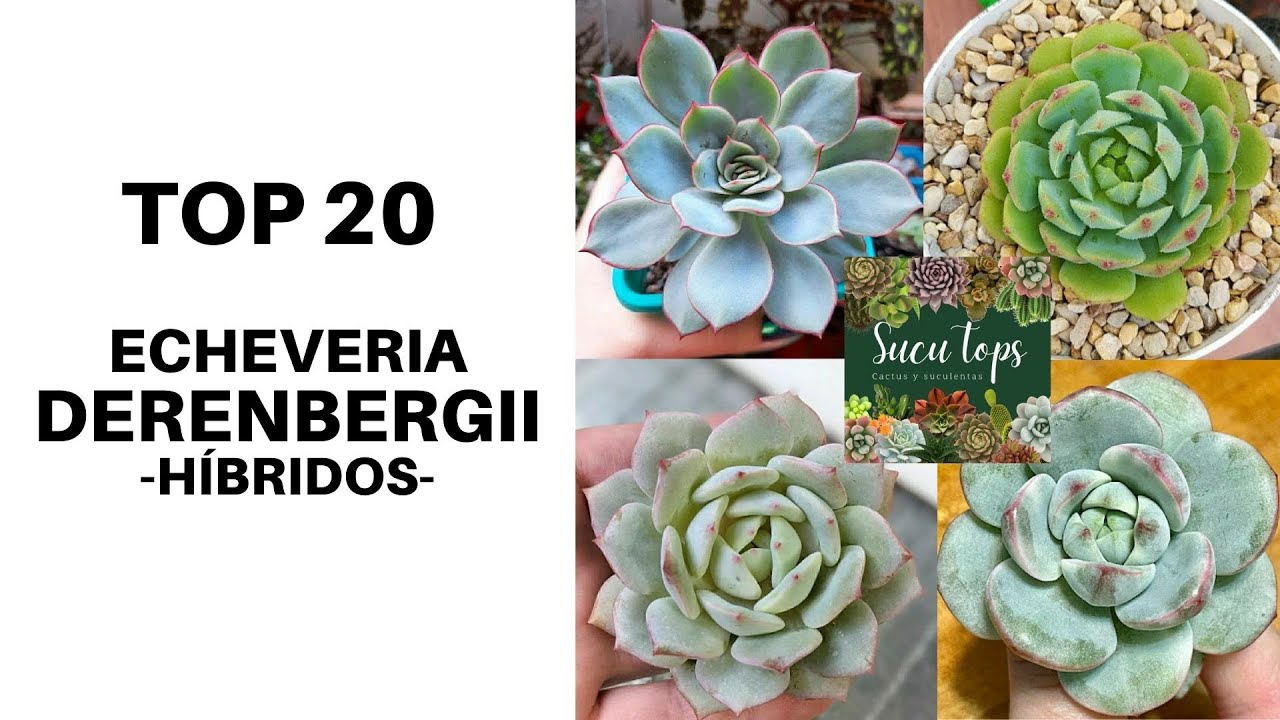 TOP 20 ECHEVERIA DERENBERGII Y SUS HÍBRIDOS