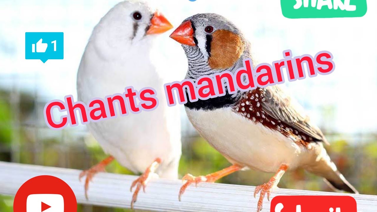 Chants Mandarins 🐦🐦🐦 💓❤️