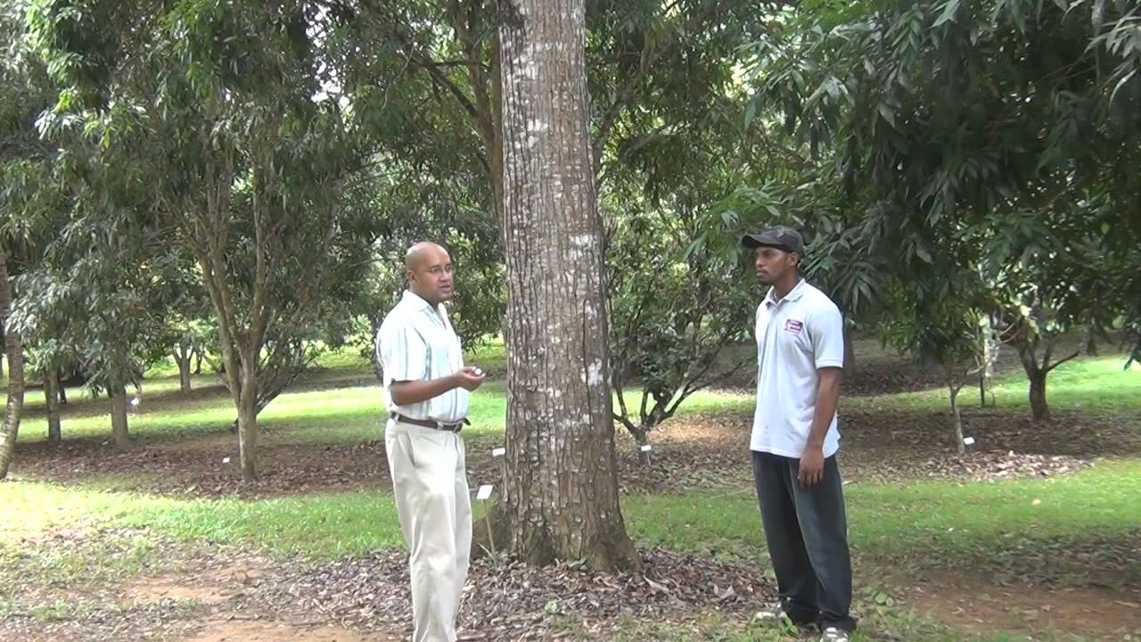 Mahogany: The biggest money maker in Belize's history