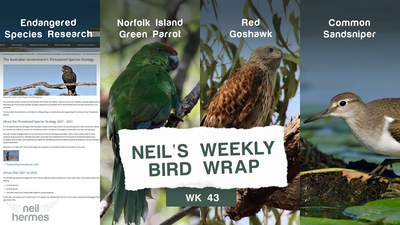 The Endangered Species Research, Green Parrot, Red Goshawk, and the Common Sandpiper | WBW Week 43