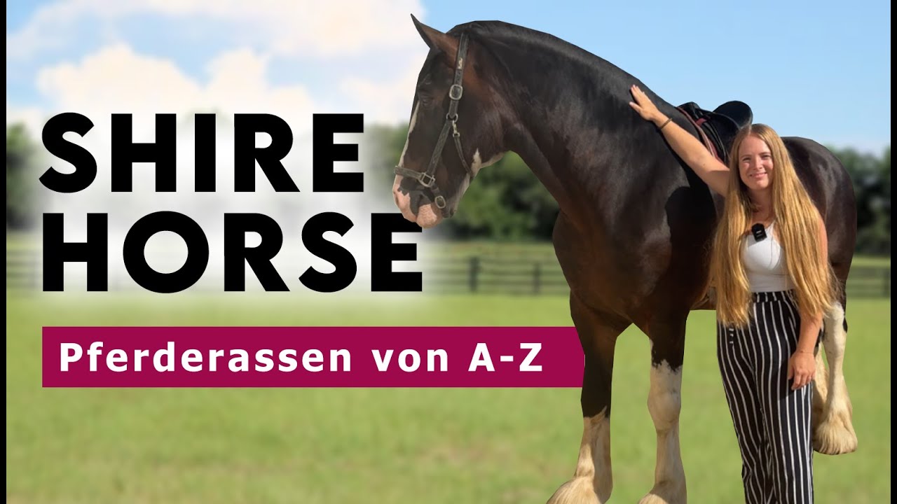 Pferderassen von A-Z | Shire Horse - Das größte Pferd der Welt!