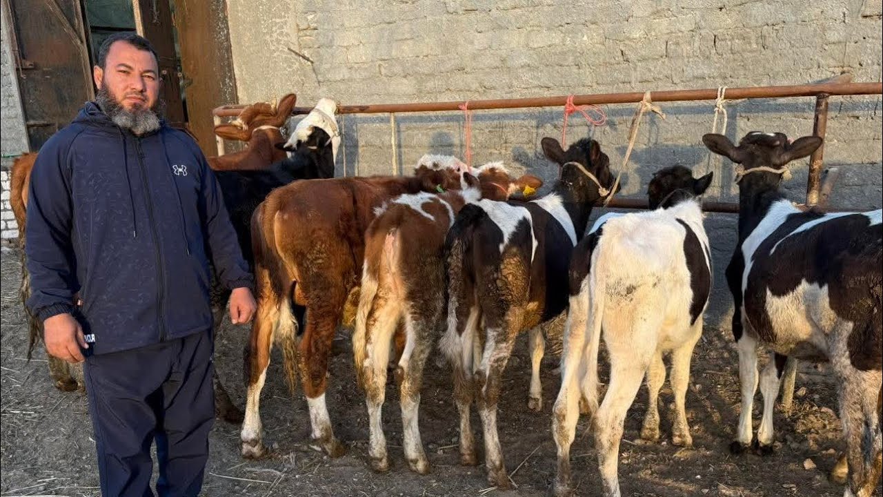 إنهيار في الاسعار الشيخ أشرف رميح ضرب اسعار كل التجار عجول بقر وعجميات عشار  وبقر والد وجاموس والد