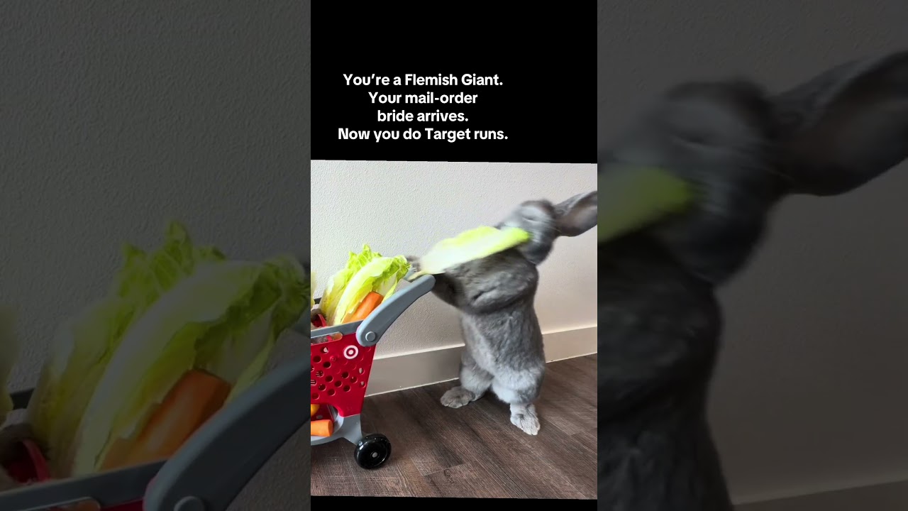 Фламандский великан и кролик-друг