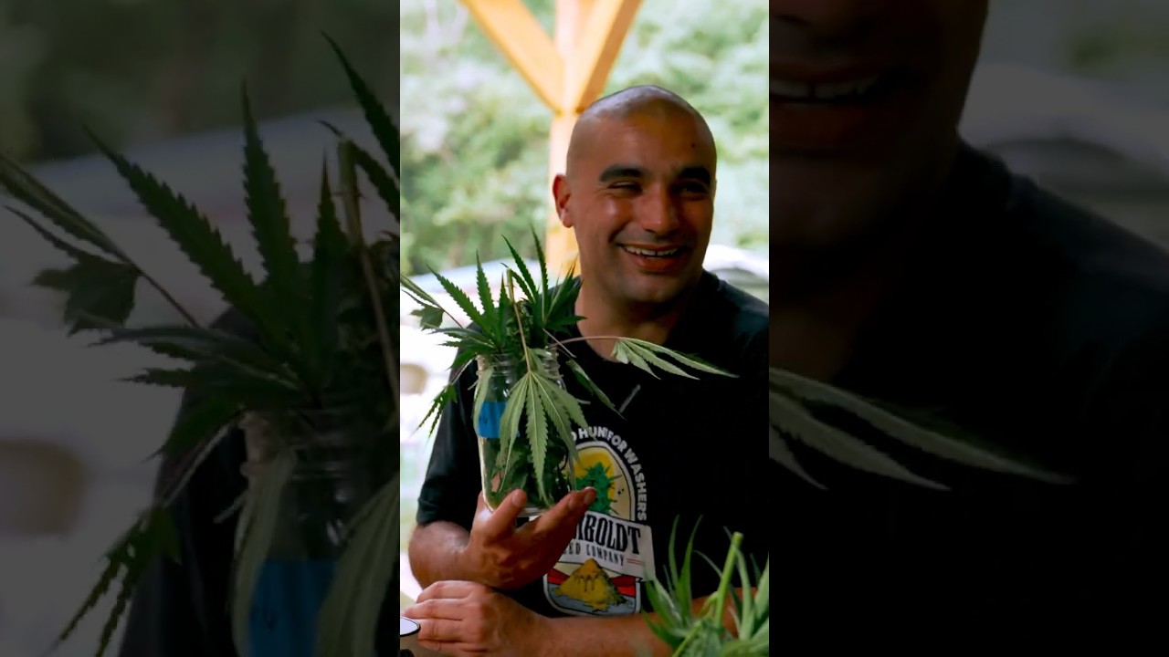 🌿 Калифорния, позитивная атмосфера и отличная генетика
