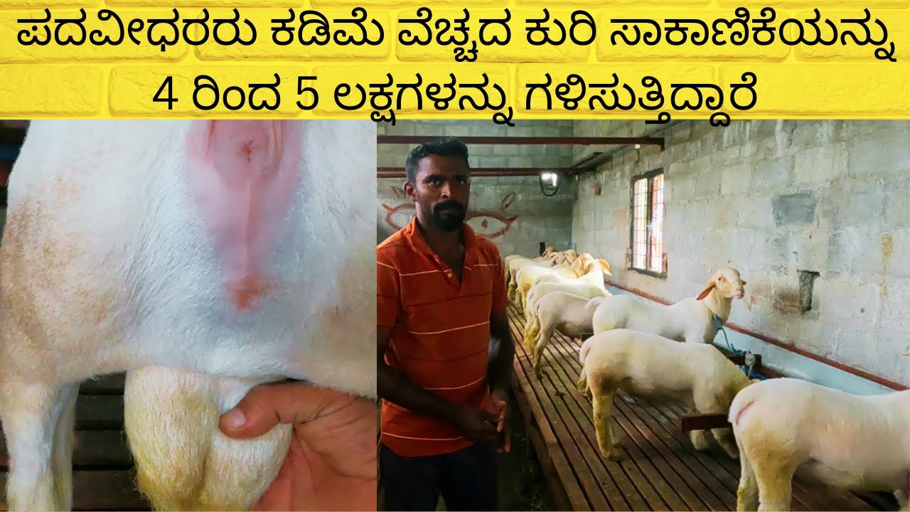 ಪದವೀಧರರು ಕಡಿಮೆ ವೆಚ್ಚದ ಕುರಿ ಸಾಕಾಣಿಕೆಯನ್ನು 4 ರಿಂದ 5 ಲಕ್ಷಗಳನ್ನು ಗಳಿಸುತ್ತಿದ್ದಾರೆ/  4 to 5 LAKHS earning