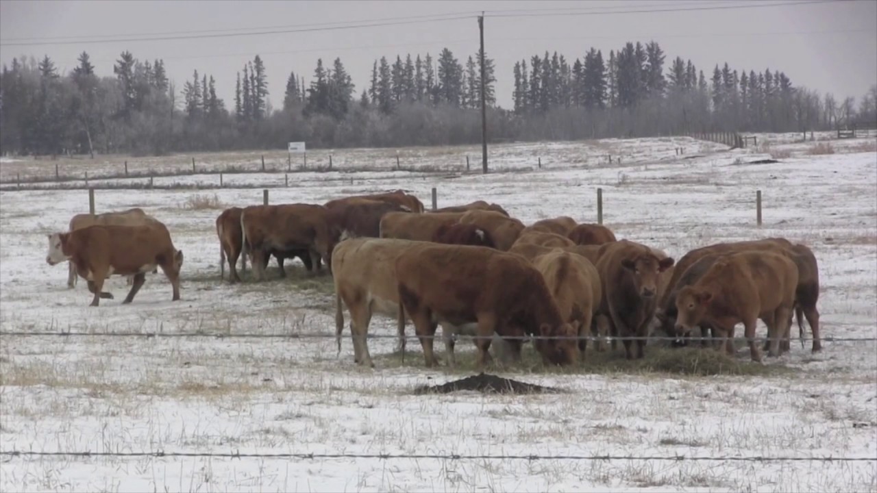 Beef School Ep 3 -  Grazing Corn