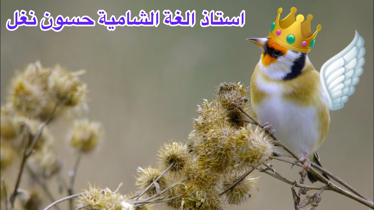 استاذ وملك الغة الشامية حسون نغل تدريس فراخ الحسون🐤🪽