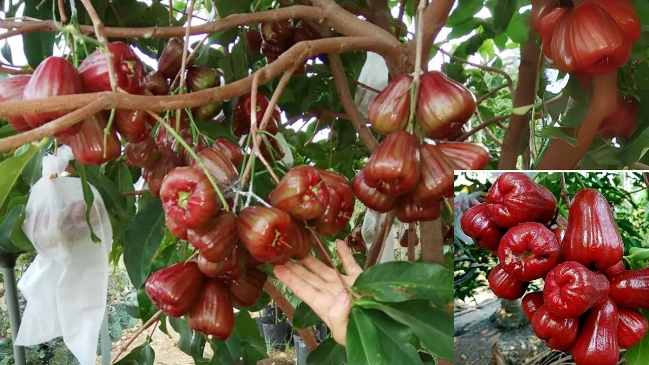 Cara Merawat Jambu Citra Agar Cepat Berbuah Lebat | Tips Pupuk, Penyiraman, & Pemangkasan