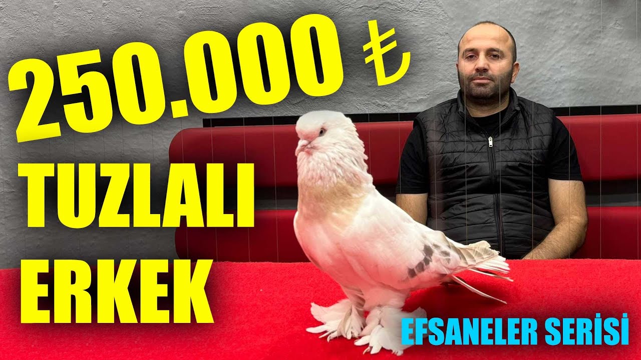 250.000 ₺ DEĞERİNDE TUZLALI ERKEK - EFSANELER SERİSİ - KÜRENK KULÜBÜ