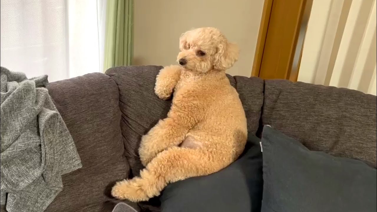 くつろぎ方が独特な大きいトイプードル【デカプー】【トイプードルのロアくん】【toy poodle】
