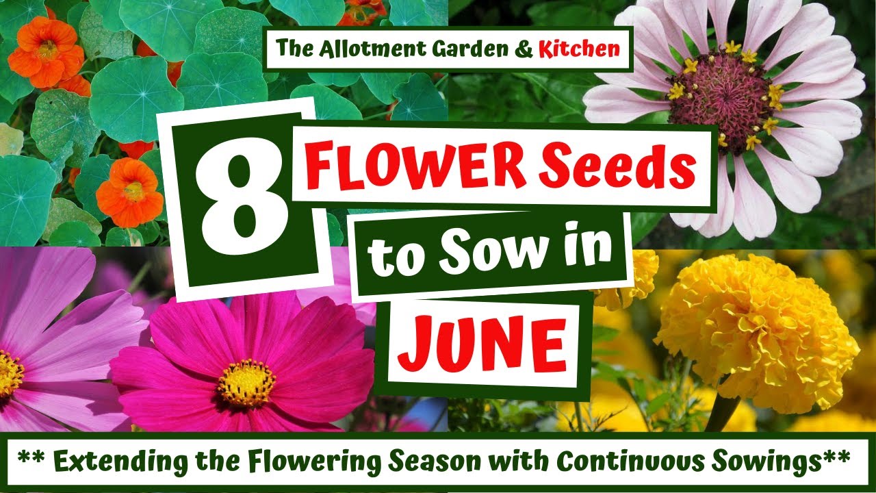 Which Flower Seeds to Sow in June - (inc. Great Pollinators for Your Vegetable Garden!) #82
