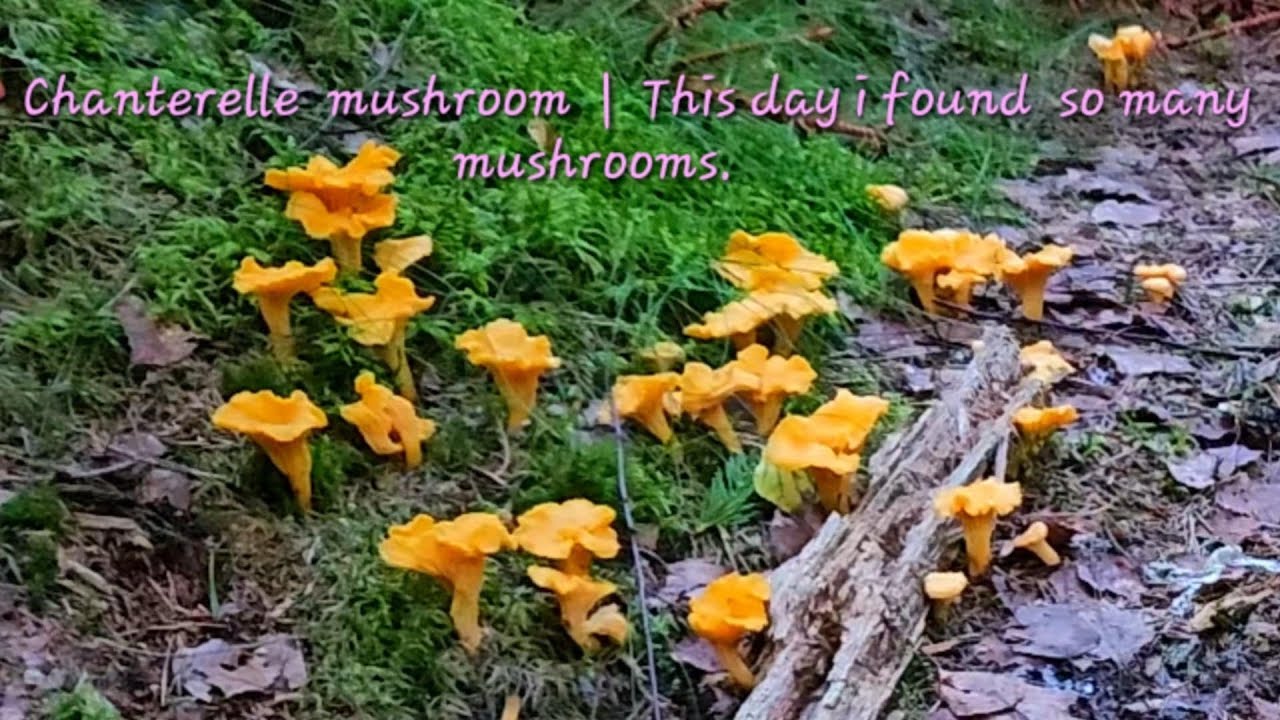 🌲🍄‍🟫Chanterelle mushrooms |  This day i found so many mushroooms.
