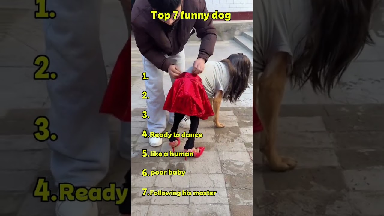 Top 5 funny dogs acting like humans 🤣 