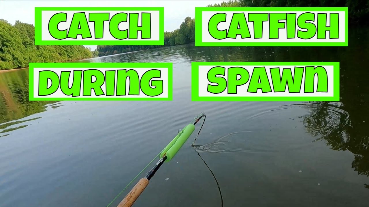 Catching A LOT of Catfish During the Spawn