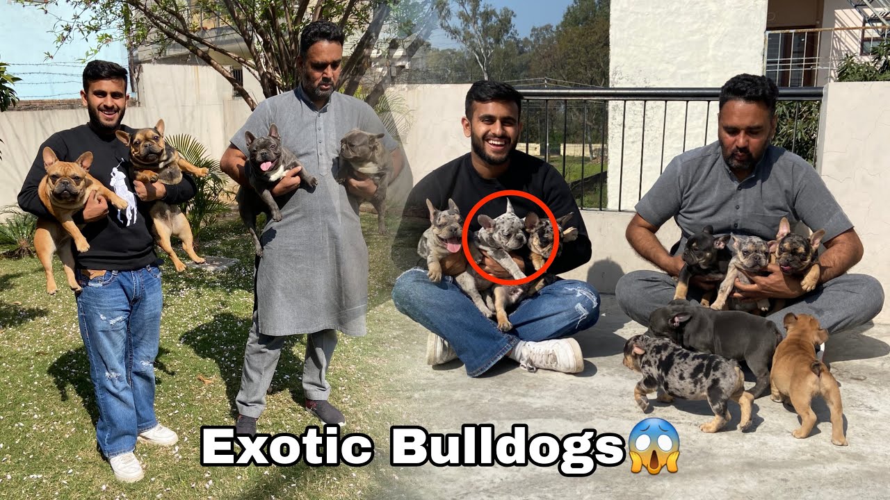 India's Best Exotic French Bulldog Puppies😱