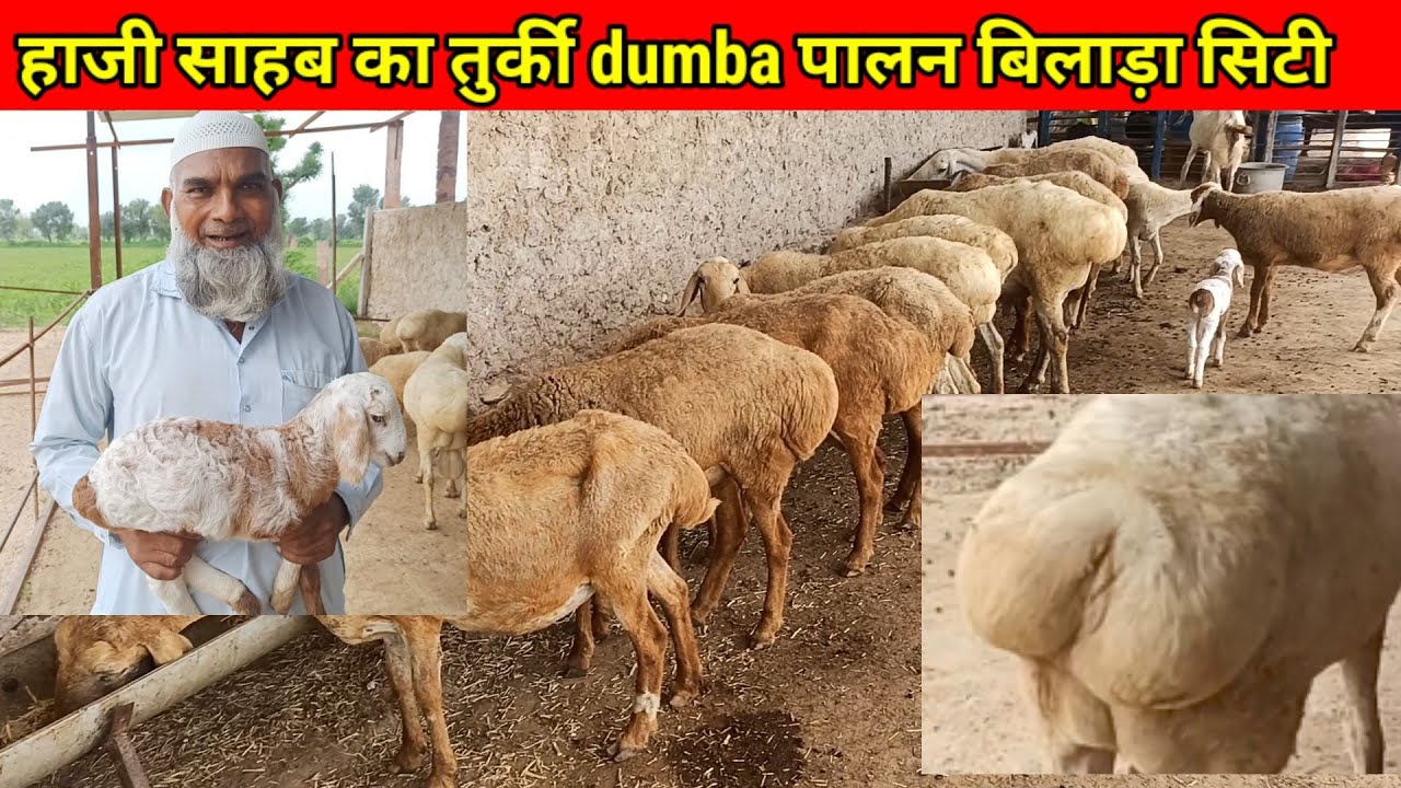 हाजी साहब का तुर्की #dumba पालन बिलाड़ा सिटी जोधपुर