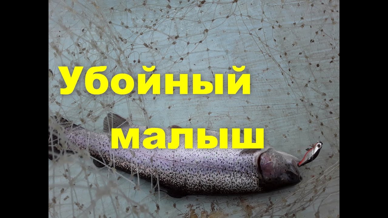 Убойный малыш. Обзор воблера Jackson Komachi