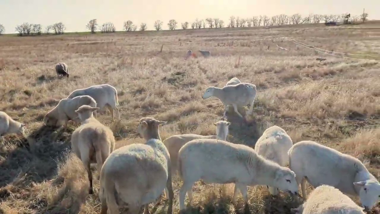 Bred Ewes and Pairs for Sale -- Kansas Ranch