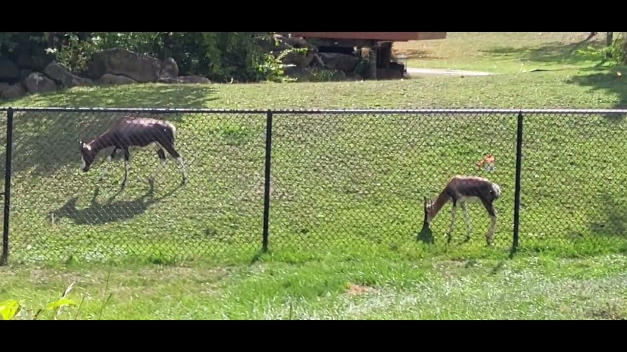 Cleveland Metroparks Zoo: Bontebok