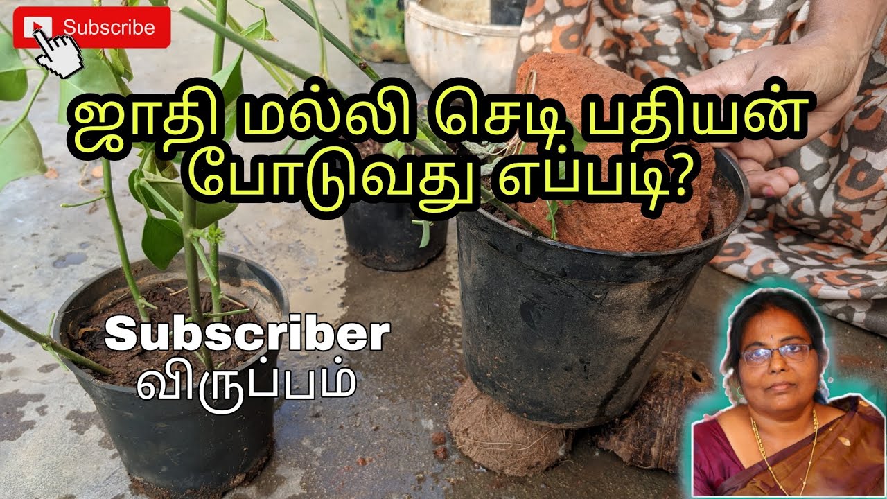 ஜாதி மல்லி செடி பதியன் போடுவது எப்படி? | Plant propagation #terracegarden #propagation #flowers