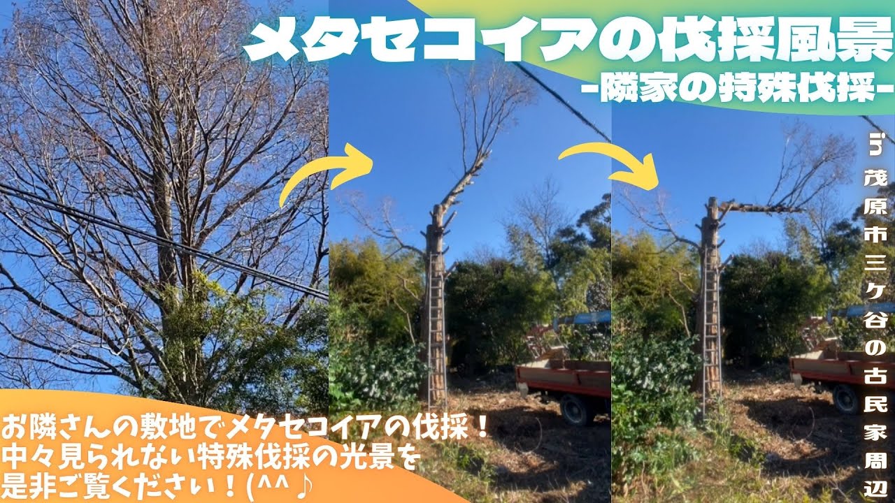 メタセコイアの伐採風景 -隣家の特殊伐採-【里山再生・土壌改善・開拓型農業アクティビティ里山体験受付中】