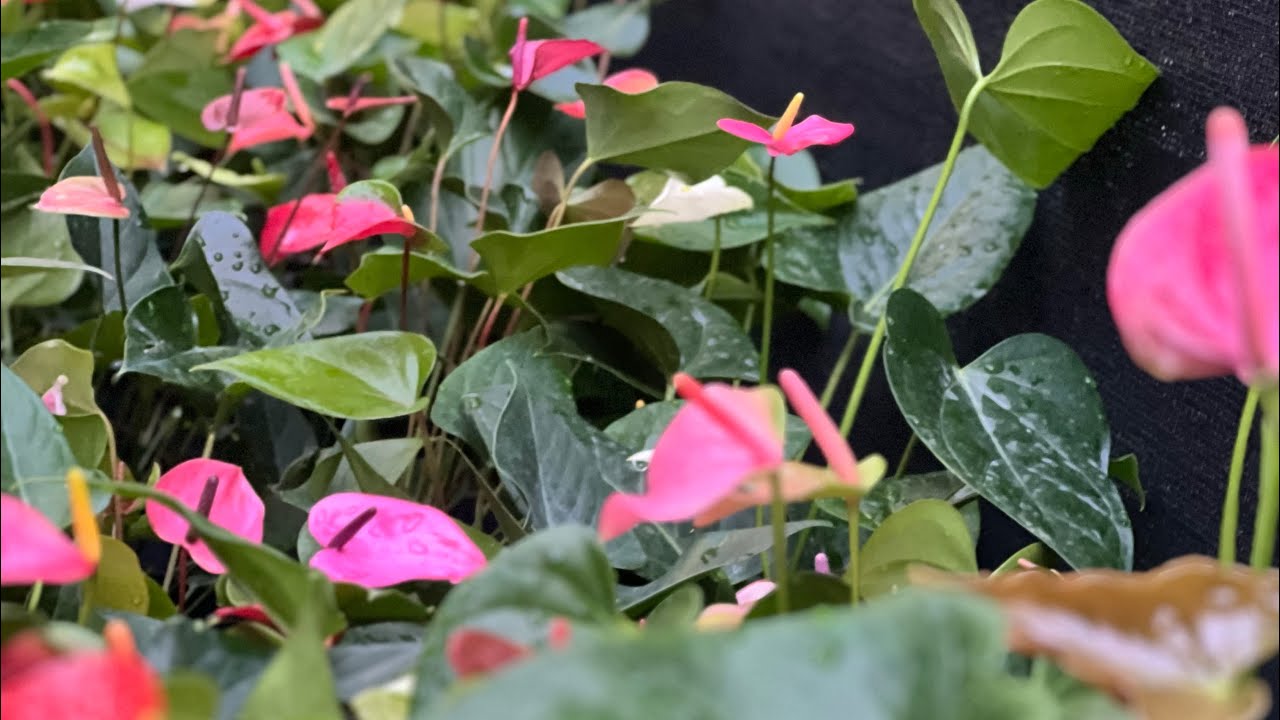 ලස්සනම ලස්සන සීඩ්ස් පැල ඉල්ලපු ඔයාලට තොගයක්ම අරම් ආවා 0773407293 වට්සැප් ඕඩර් එකක් දාගන්න 