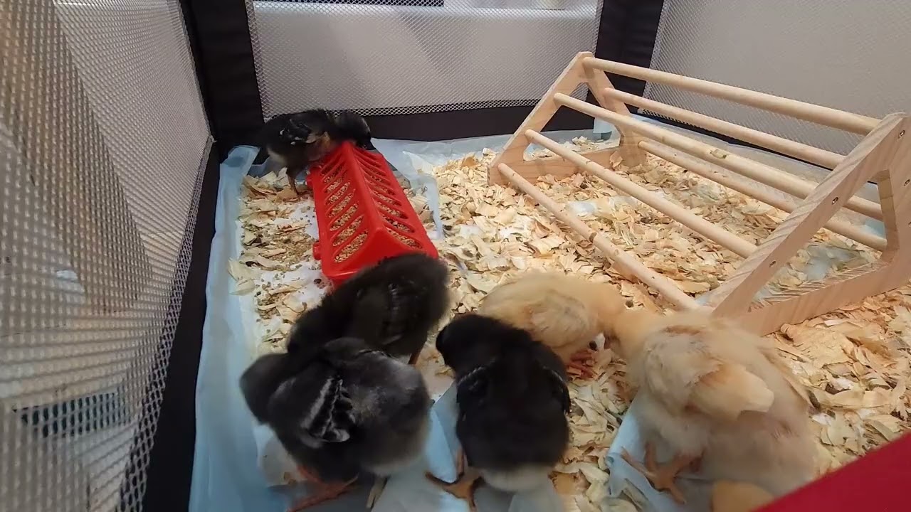 1.5 week old chicks: Chickscape (Relaxing/ASMR) Sit back, relax and enjoy nature :)