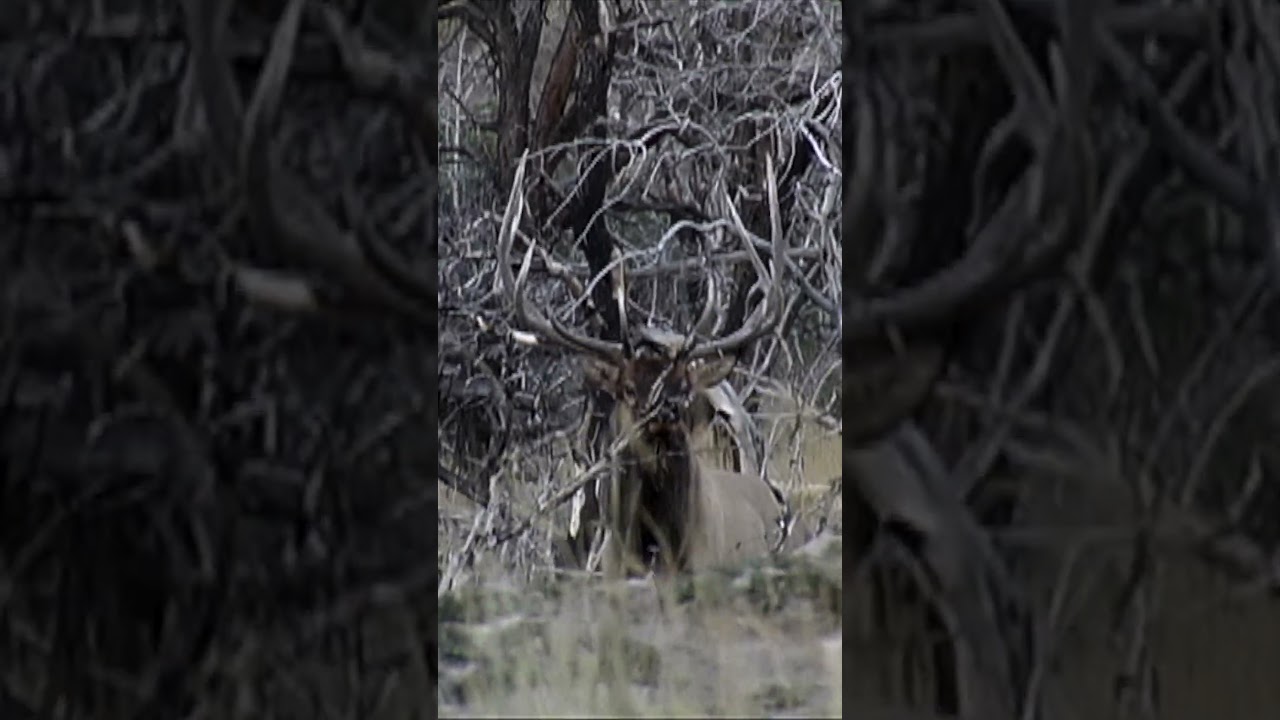 Young, But Large 6-Point Bugling Bull Elk
