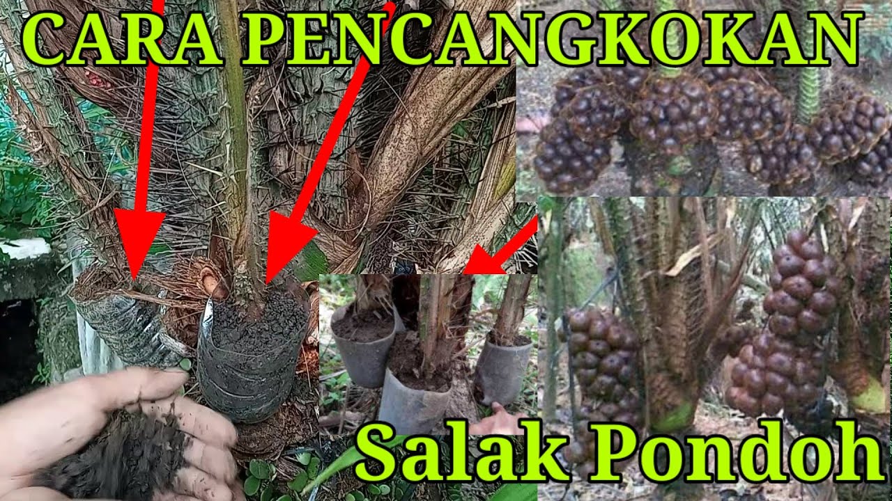 Cara Pencangkokan Buah Salak Pondoh #Wahyusidadi