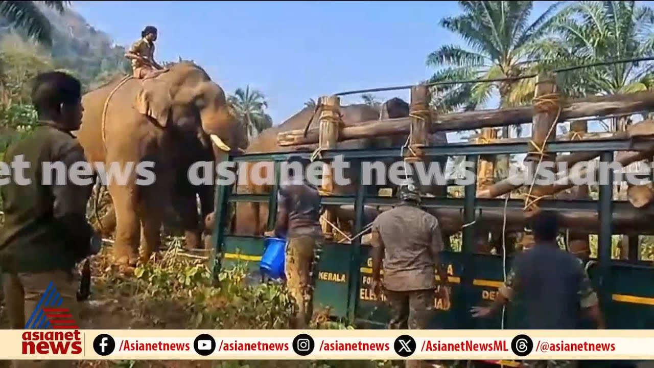 മണിക്കൂറുകൾ നീണ്ട പരിശ്രമം, ഇടയിലെ ആശങ്ക; ഒടുവിൽ കൊമ്പൻ കോടനാടേക്ക്